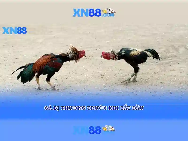 XN88: Giới thiệu và những điều bạn cần biết