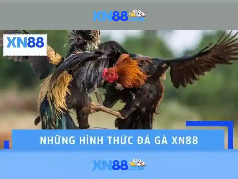 Giới thiệu về xn88