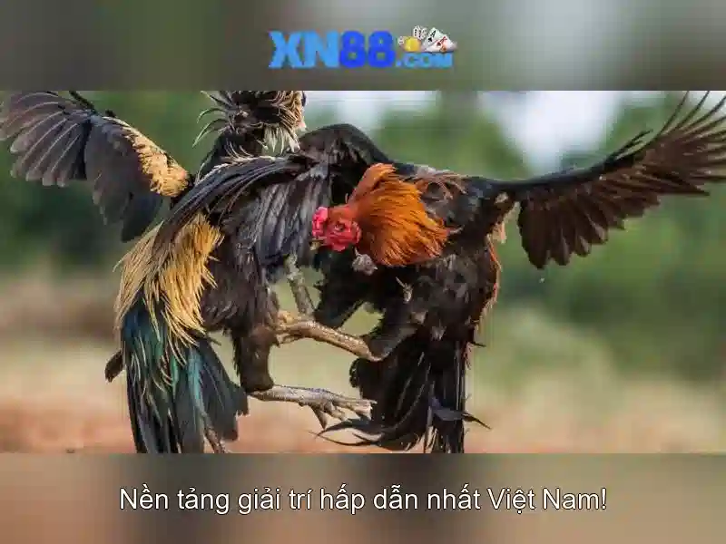  xn88 - Tổng quan về nền tảng cược trực tuyến