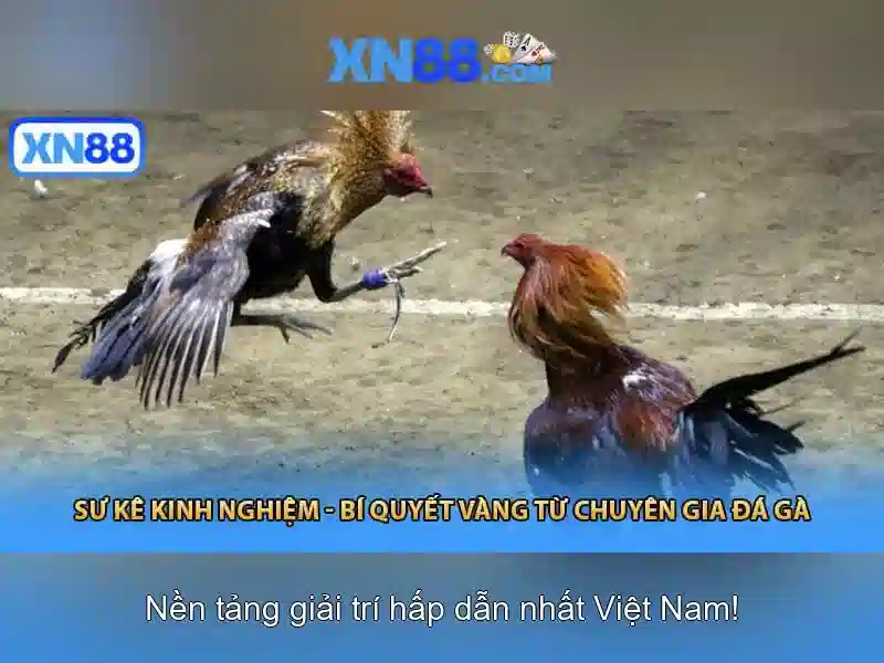 Quá trình phát triển