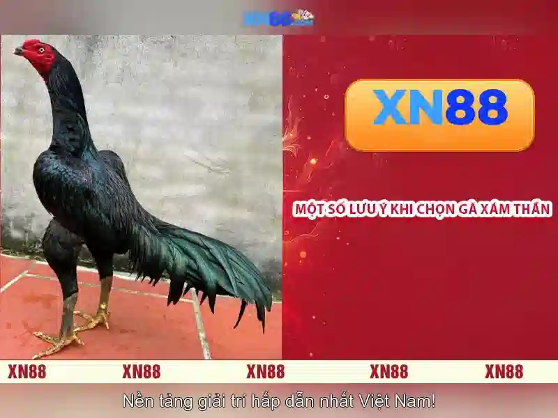 Xn88: Nền tảng cá cược trực tuyến đáng chú ý